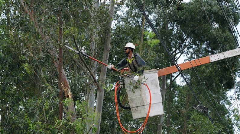 Definidas regras para poda e transporte de espécimes vegetais dentro do município