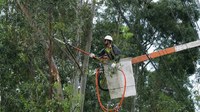 Definidas regras para poda e transporte de espécimes vegetais dentro do município