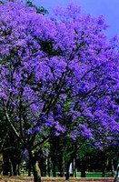 Vereadores aprovam Jacarandá como árvore símbolo de Ibiúna